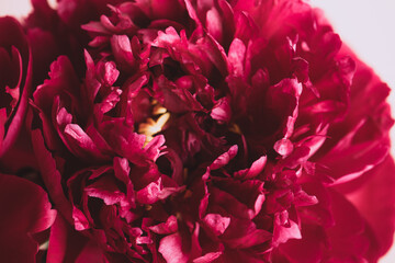 Blooming red burgundy peony flowers close-up on a pastel pink background copy space