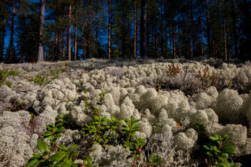 reindeer moss