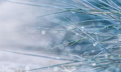 Fototapeta na wymiar Texture, background, pattern of decorative grass Blue Fescue with rain drops. Bokeh with light reflection. Natural backdrop