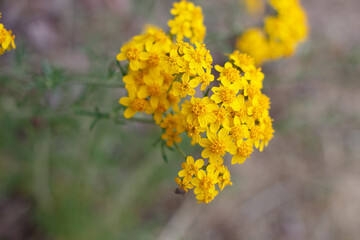 Yellow blooming terminal indeterminate radiate head inflorescences of Golden Yarrow, Eriophyllum Confertiflorum, Asteraceae, native in Red Rock Canyon MRCA Park, Santa Monica Mountains, Springtime.