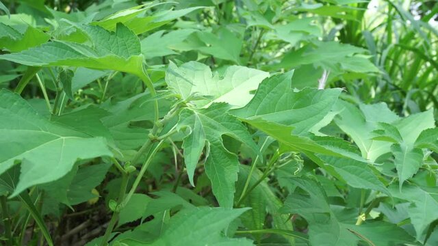 Mexican sunflower (Tithonia diversifolia) with a natural background. Also, use as herbal medicine for diabetes