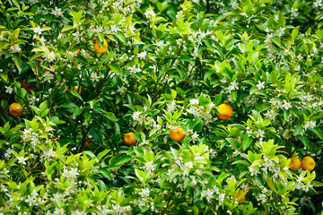 オレンジの木