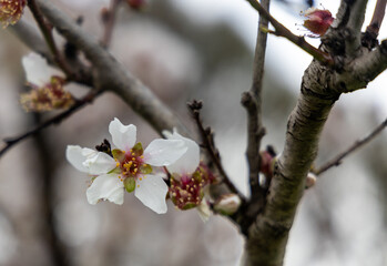A single almond blossom flower with selective focus