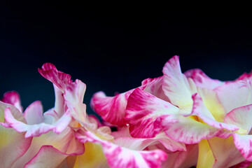 Fototapeta na wymiar White-pink gladioli on a black background, close-up.