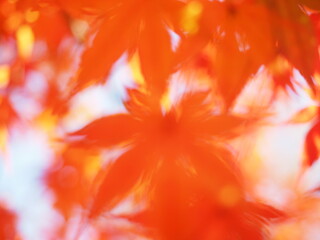 Abstract autumn bokeh background.