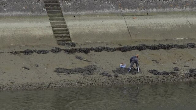 A Fisherman is looking for fishing bait by digging in the river mud bed
