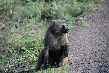 baboon sitting on the ground