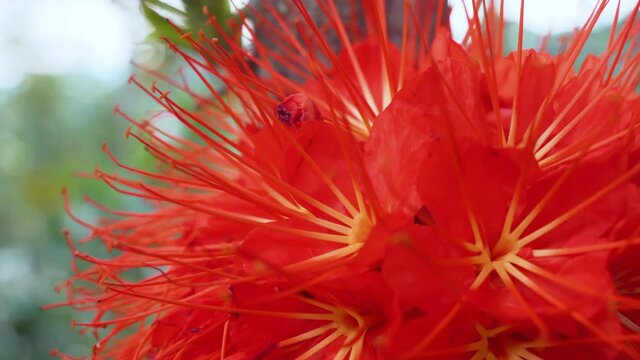 Macro shot of red blooming Brownea Grandiceps with petal and stigma in Ecuador
