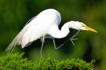 Great Egret in Tree Scratching