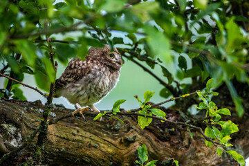 Steinkauz (Athene noctua)