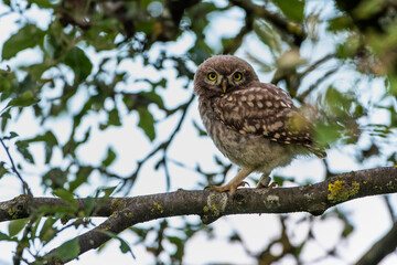 Steinkauz (Athene noctua)