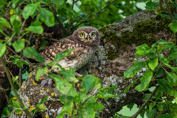 Steinkauz (Athene noctua)
