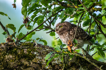 Steinkauz (Athene noctua)