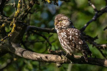 Steinkauz (Athene noctua)