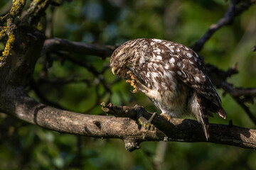 Steinkauz (Athene noctua)