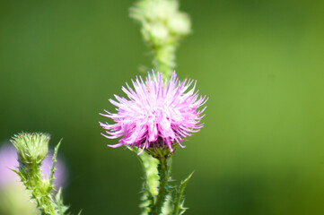 Spiny plumeless thistle in bloom closeup view of it