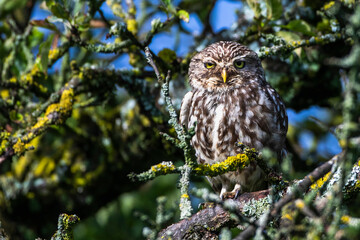 Steinkauz (Athene noctua)