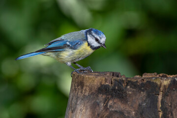 Blaumeise (Cyanistes caeruleus)