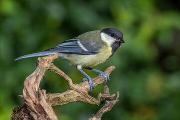 Kohlmeise (Parus major) Jungvogel