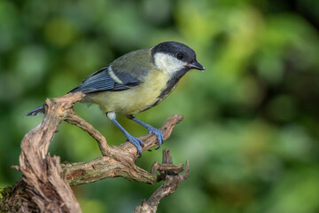 Obraz premium Kohlmeise (Parus major) Jungvogel