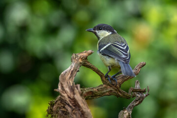 Obraz premium Kohlmeise (Parus major) Jungvogel