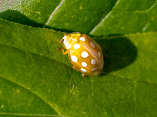 The ladybug is yellow with white spots (Lat. Halyzia sedecimguttata).
It occurs from April to October. Winter is spent under the bark of trees and in fallen leaves. They feed on erysipelas and aphids.