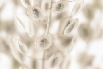 Fototapeta na wymiar Elegant oval round shape dried beige romantic soft mist effect flowers with light blur background macro