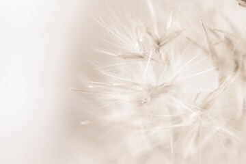 Dry romantic beige  fragile delicate soft mist effect rush reed cane with fluffy buds on light background macro