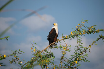 american bald eagle