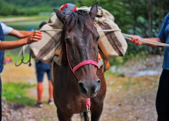 Horse loaded with heavy supplies in the mountains