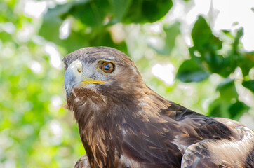 Golden Eagle Close-up