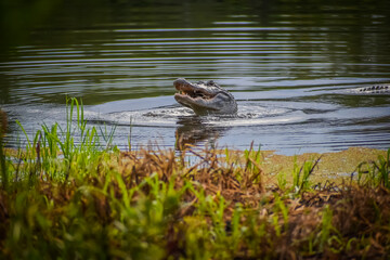 Alligator in swamp eating prey