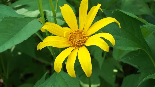 Mexican sunflower (Tithonia diversifolia) with a natural background. Also, use as herbal medicine for diabetes