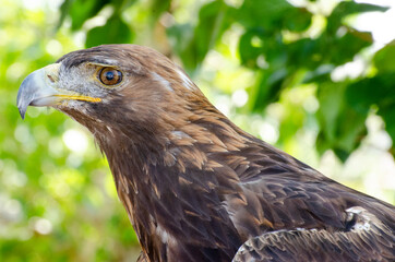 Golden Eagle Profile