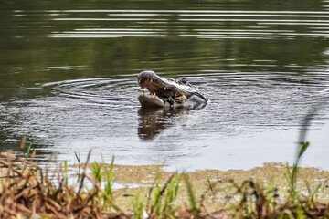 Alligator in swamp eating prey