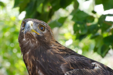 Golden Eagle Front Side View