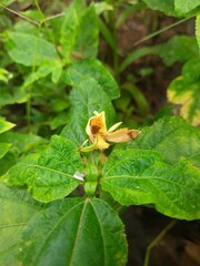 Tamarind  flower on a grass