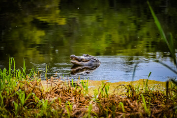 Alligator in swamp eating prey