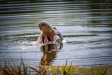 Alligator in swamp eating prey
