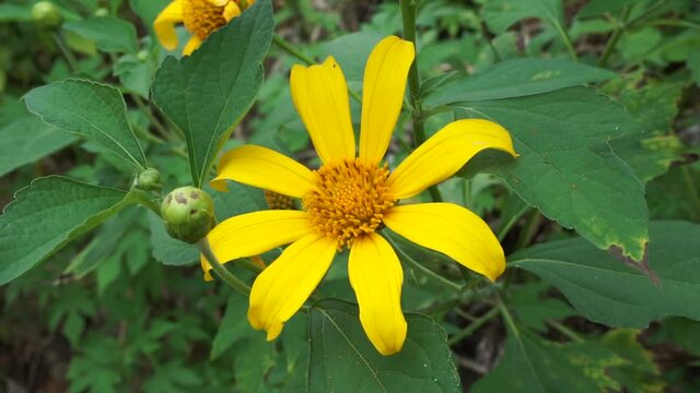Mexican sunflower (Tithonia diversifolia) with a natural background. Also, use as herbal medicine for diabetes