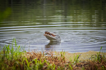 Alligator in swamp eating prey