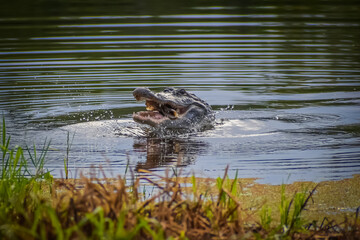 Alligator in swamp eating prey