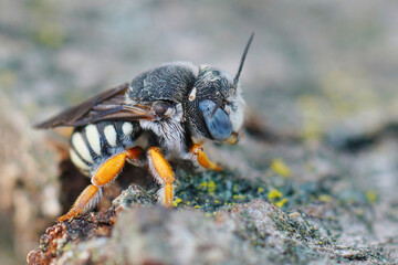 Detailed closeup on a male of the rarely photographed and handsome  Reticulated Small-Woolcarder...