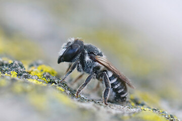 Closeup on a female of the small Centaurea leafcutter bee , Megachile apicalis , sitting up on a piece of wood