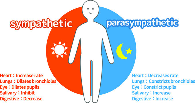 Autonomic nerve human body diagram illustration