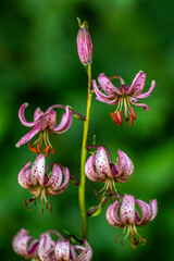 Obraz premium Türkenbund-Lilie (Lilium martagon)