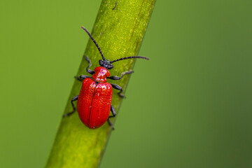 Lilienhähnchen (Lilioceris lilii)