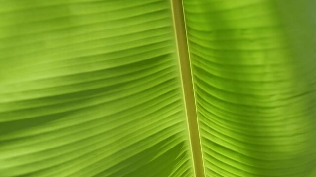 Blurred images of green lines and stripes on the surface of banana leaf, Abstract background from the bright with dark areas by natural light, The wind is shaking, the leaves are moving