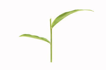 Galangal leaves and stem, Torch ginger or wild the tropical forest flowering plant in the ginger family, Zingiberaceae. Isolated on white background. Green leaves branch.