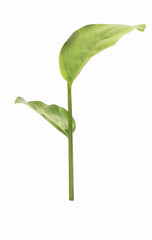 Galangal leaves and stem, Torch ginger or wild the tropical forest flowering plant in the ginger family, Zingiberaceae. Green leaves branch. Isolated on white background.
